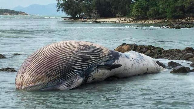 Wieloryb znaleziony u wybrzeża Koh Samui